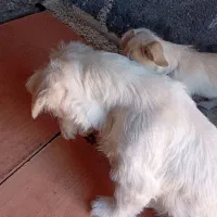 سگ اشپیتز و شتیزو|سگ|مشهد, بهمن|دیوار