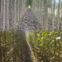 فروش ویژه نهال صنوبر وکبود ائلمان|خدمات باغبانی و درختکاری|رشت, حومه رشت|دیوار