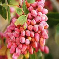 کود ارگانیک/باغ پسته/سبوسیب/شاهرود