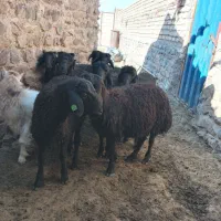 بره