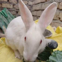 خرگوش چشم شرابی|موش و خرگوش|شیراز, ریاستی|دیوار