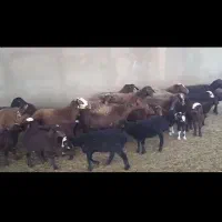 شیشک ومیش بره دار افشار بره پای پروار