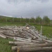 خریدار درخت خشک|خدمات باغبانی و درختکاری|سنندج, |دیوار