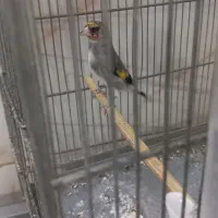 سره کرمانی جوجه قفس