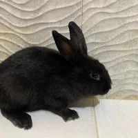 واکذاری خرگوش نر سه ماهه رایگان