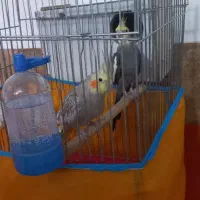 عروس هلندی با قفس و جوجه هاش