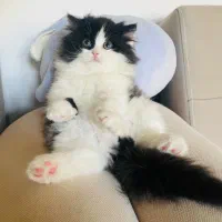 گربه|گربه|بانه, |دیوار