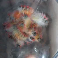 کرم ابریشم|خزنده|اهواز, اسلام آباد شرقی|دیوار