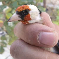 فروش سهره سرسیاه