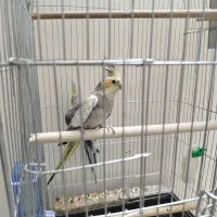 عروس هلندی مولد