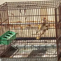 جوجه سره سوا شده ب شرط|پرنده|قرچک, شهرک صنعتی قرچک|دیوار