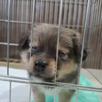 پامر اشمیتز