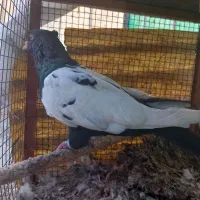 تعدادی سینه ای ، اشعل ، کوهی دمسفید ، دوکت