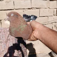 طوقی و کله ای|پرنده|بندر ماهشهر, |دیوار