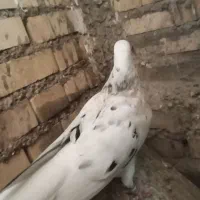 دم سفید|پرنده|شوشتر, |دیوار