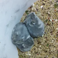 همستر های نژاد (وینتر) طوسی و کرمی