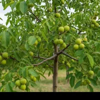 نهالستان بادام و گردو دیر گل در نهالستان زرینه|خدمات باغبانی و درختکاری|میانه, |دیوار