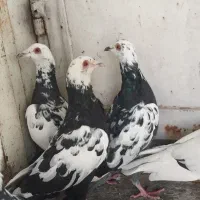پلاکی نر زرنگ