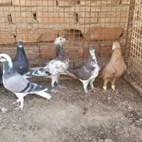 کبوتر