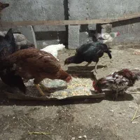 مرغ خروس محلی پاکوتاه ولاری