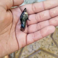 ماهی مولی قیمت 20 هزار تمن