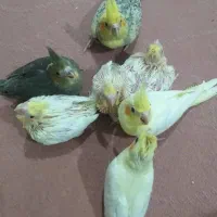 طوطی|پرنده|ایذه, |دیوار