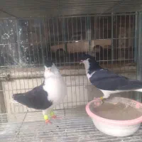 کفتر کبوتر رنگی و شهرستانی و تهرانی