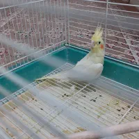 عروس لوتینو ماده بالغ|پرنده|سراوان, |دیوار