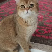 بیریتیش گلد نر