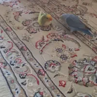 طوطی برزیلی