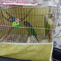 فروش پرنده گرنچینک|پرنده|بندر ماهشهر, |دیوار