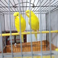 مرغ عشق مولد چشم قرمز هلندی