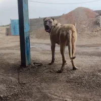 سگ سرابی جفت گیری|سگ|مشهد, رباط طرق|دیوار