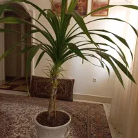 گل های سرحال و زیبا