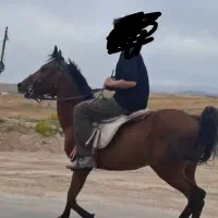 اسب نریون کرد|اسب و تجهیزات اسب‌سواری|نمین, |دیوار