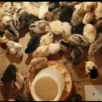 فروش جوجه مرغ