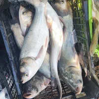 ماهی زنده فروش عمده