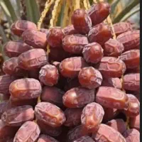 پاجوش نخل برحی بصراوی وبریم سفید