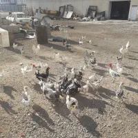 مرغ خروس جوجه گلین|حیوانات مزرعه|نسیمشهر, |دیوار