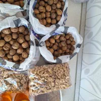 گردو با پوست ۵۵۰ مغز چرب سفید و خوشمزه