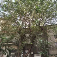 خانه تخلیه اجاره دو سال،2 طبقه و نیم،بر اصلی،5اتاق|اجارهٔ خانه و ویلا|تهران, حر|دیوار