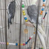 عروس دو عدد نر|پرنده|آستارا, |دیوار