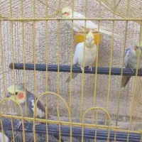 عروس هلندی|پرنده|بروجرد, |دیوار