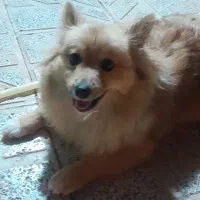 سگ برای جفت گیری|سگ|بم, |دیوار