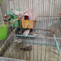 فینج|پرنده|تبریز, |دیوار