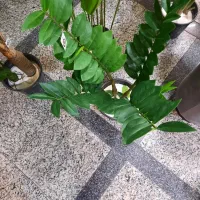 درختچه مصنوعی گل مصنوعی بوته مصنوعی هدیه کادویی|گل مصنوعی|تهران, باغ خزانه|دیوار