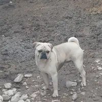 سگ پاگ۲ساله حرف گوشکن