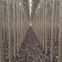 نهال آلو قرمز مناسب صادرات و بازارپسند|خدمات باغبانی و درختکاری|کوهپایه, |دیوار