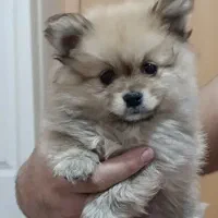 سگ پامر روباهی