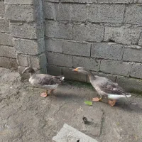 غاز نرو ماده